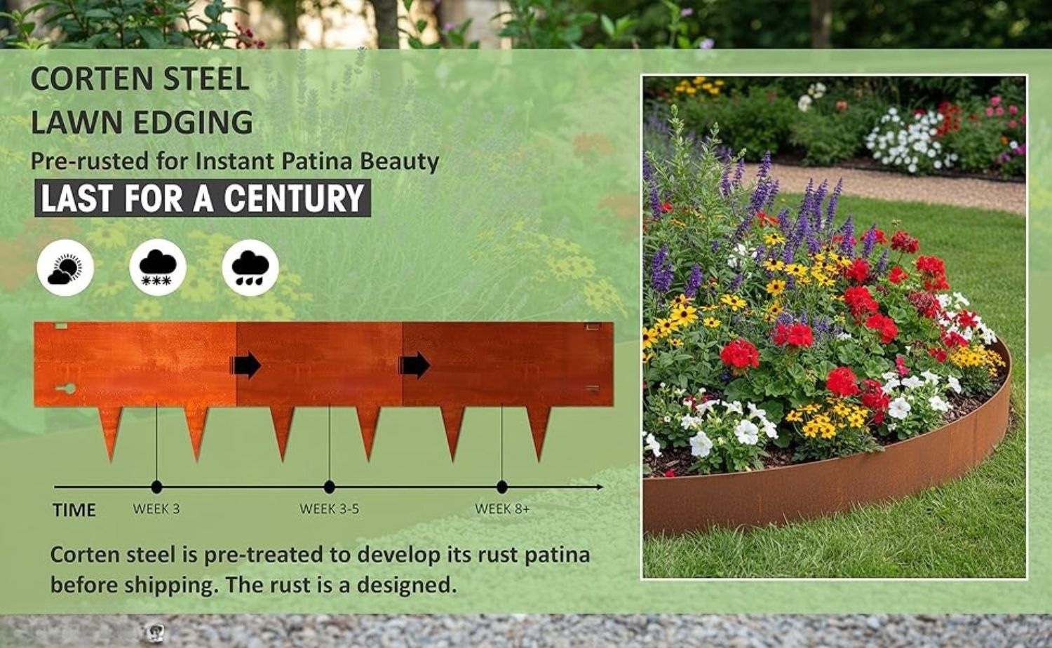 Weathering steel garden edging patina development — corten steel pre-treated before shipping develops a rich self-protecting rust finish from week 3, week 3-5, through week 8 plus